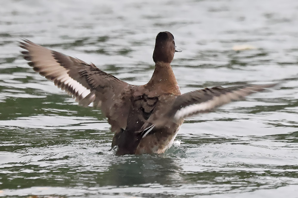 Lesser scaup